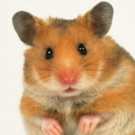 hamster-192x192